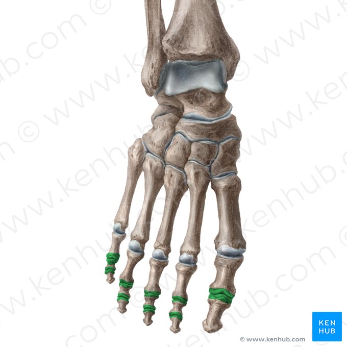 Interphalangeal joints of foot (Articulationes interphalangeae pedis); Image: Liene Znotina