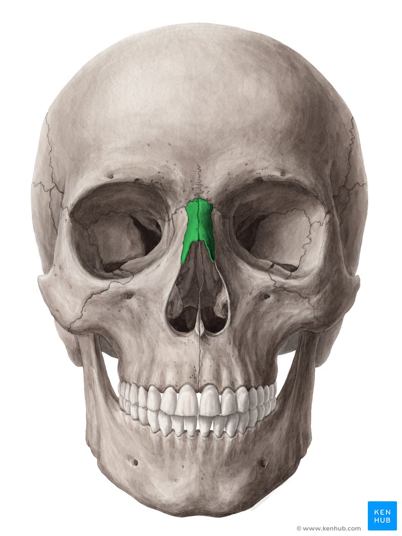 Osso nasal - vista ventral