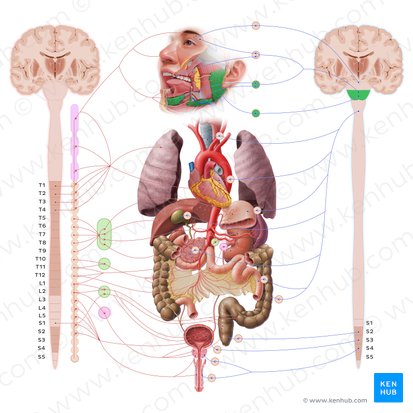 Salivary glands (Glandulae salivariae); Image: Paul Kim