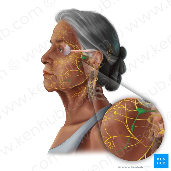 Mandibular nerve (Nervus mandibularis); Image: Tal Bavli Ziv