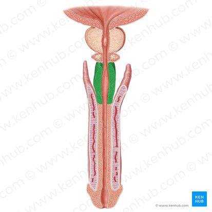 Bulbus penis (Penisknolle); Bild: Samantha Zimmerman