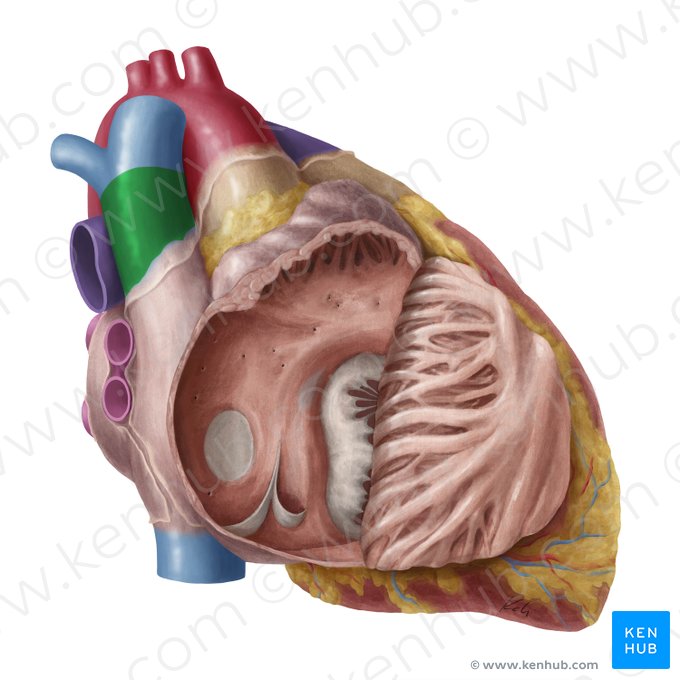 Superior vena cava (Vena cava superior); Image: Yousun Koh