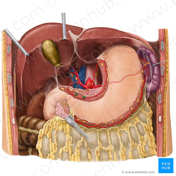 Right gastric lymph nodes (Nodi lymphoidei gastrici dextri); Image: Begoña Rodriguez