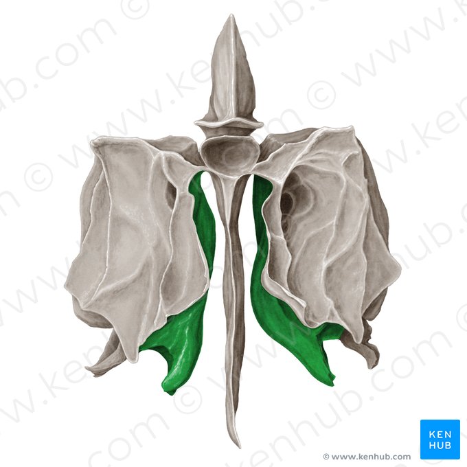 Middle nasal concha of ethmoid bone (Concha media nasi ossis ethmoidalis); Image: Samantha Zimmerman