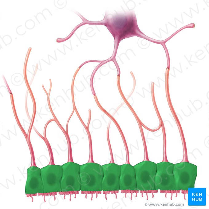 Cuerpo celular de la célula ependimaria (Soma ependymocyti); Imagen: Paul Kim
