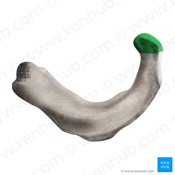 Head of 1st rib (Caput costae 1); Image: Mao Miyamoto