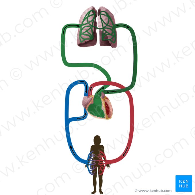 Pulmonary circulation (Circulatio pulmonis); Image: Begoña Rodriguez