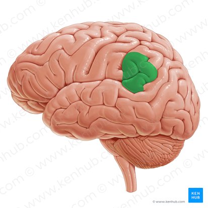Supramarginal gyrus (Gyrus supramarginalis); Image: Paul Kim
