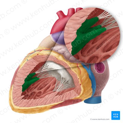 Músculo papilar anterior del ventrículo izquierdo (Musculus papillaris superior ventriculi sinistri); Imagen: Yousun Koh