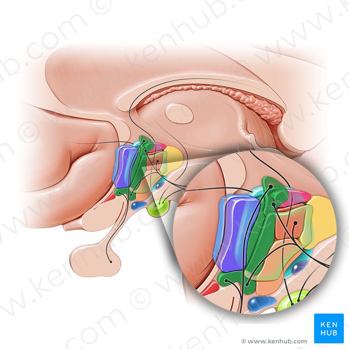 Area hypothalamica anterior (Vordere Hypothalamusregion); Bild: Paul Kim