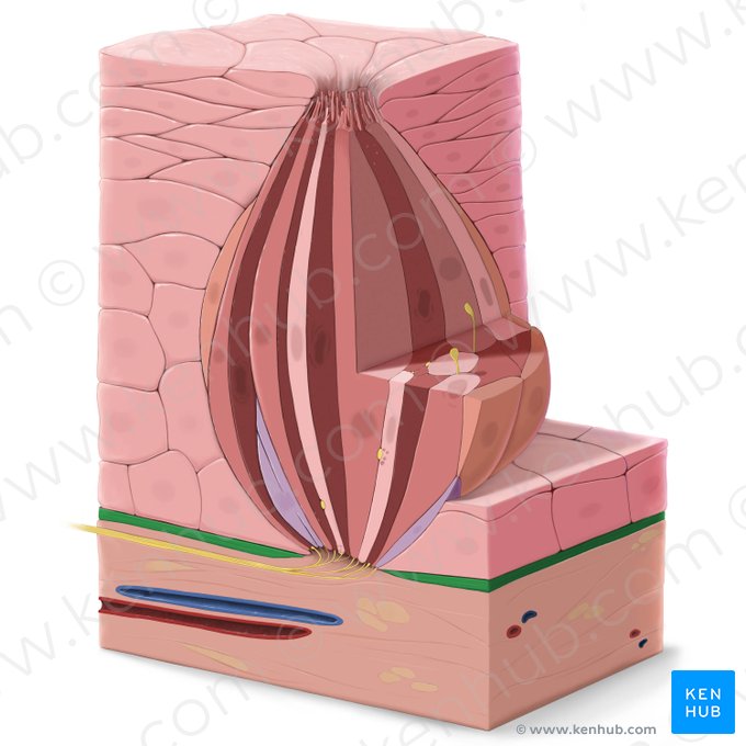 Membrana basal (Membrana basalis); Imagen: Tal Bavli Ziv