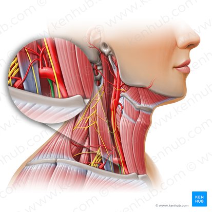 Internal thoracic artery (Arteria thoracica interna); Image: Paul Kim
