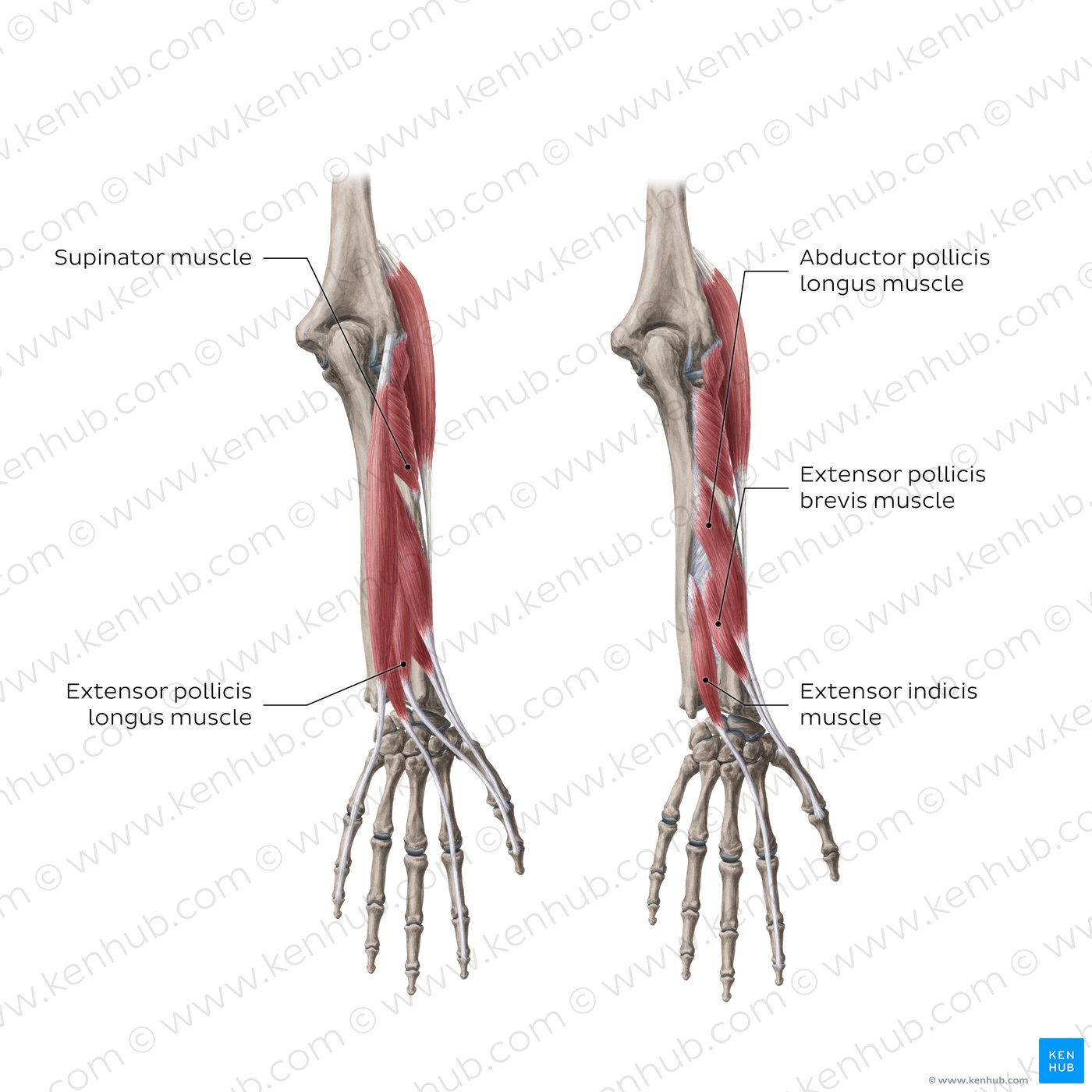 Extensors of the forearm (deep layer)