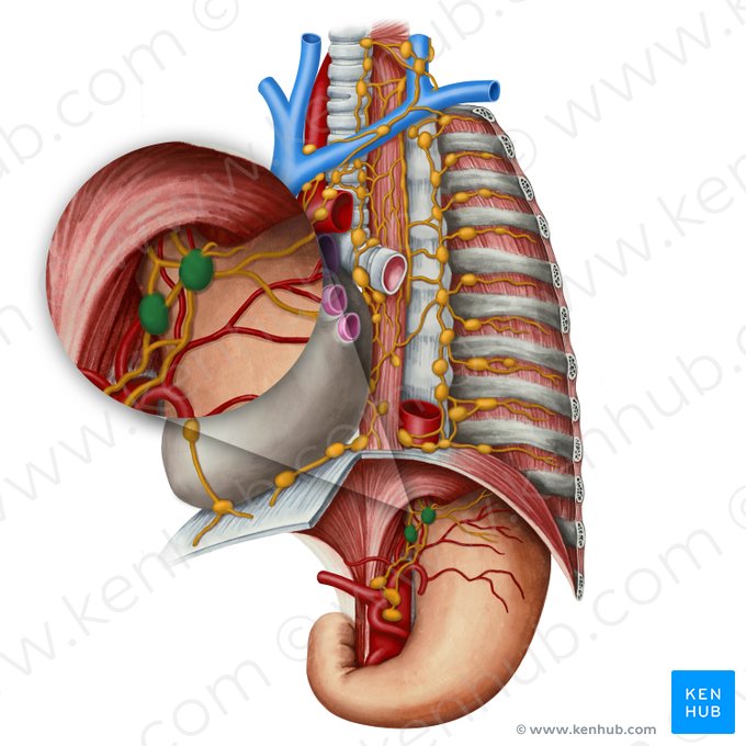 Nodi lymphoidei gastrici sinistri (Linke Magenlymphknoten); Bild: Irina Münstermann