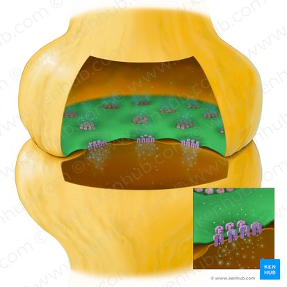 Presynaptic membrane (Membrana presynaptica); Image: Tal Bavli Ziv