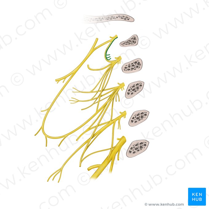 Rami musculares plexus cervicalis (musculus rectus capitis lateralis, musculus longus capitis, musculus rectus capitis anterior) (Muskeläste des Halsgeflechts (Seitlicher gerader Kopfmuskel, Langer Kopfmuskel, Vorderer gerader Kopfmuskel)); Bild: Begoña Rodriguez