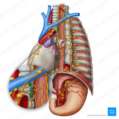 Paratracheal lymph nodes (Nodi lymphoidei paratracheales); Image: Irina Münstermann