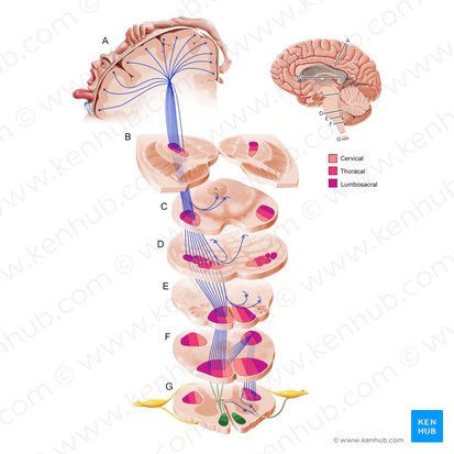 Anterior corticospinal tract (Tractus corticospinalis anterior); Image: Paul Kim