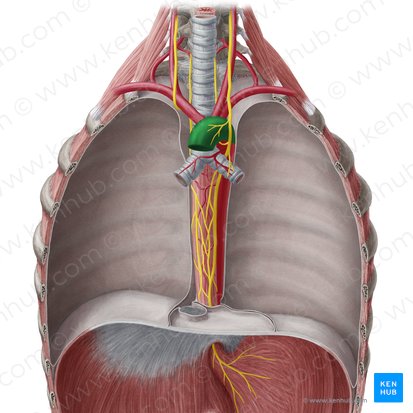 Aortic arch (Arcus aortae); Image: Yousun Koh