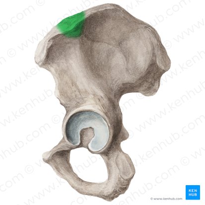 Iliac tubercle (Tuberculum iliacum); Image: Liene Znotina