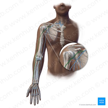 Vena cefálica (Vena cephalica); Imagen: Paul Kim
