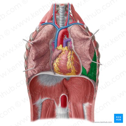 Inferior lobe of left lung (Lobus inferior pulmonis sinistri); Image: Yousun Koh