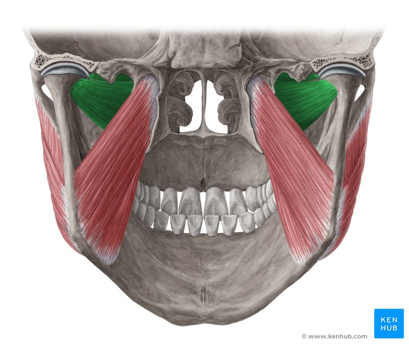 Lateral pterygoid muscle (Musculus pterygoideus lateralis)