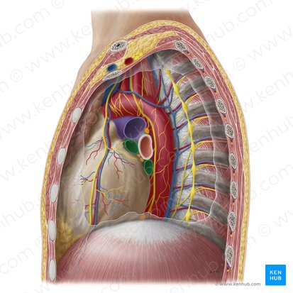Venae pulmonales sinistrae (Linke Lungenvenen); Bild: Yousun Koh
