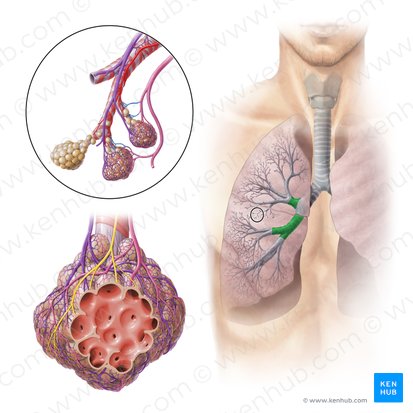 Right lobar bronchi (Bronchi lobares dextri); Image: Paul Kim