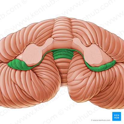 Flocculonodular lobe (Lobus flocculonodularis); Image: Paul Kim