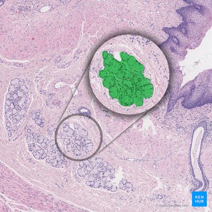Glándula esofágica (Glandula oesophagea propria); Imagen: 