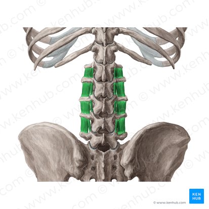 Musculi intertransversarii lumborum (Zwischenquerfortsatzmuskeln der Lende); Bild: Yousun Koh