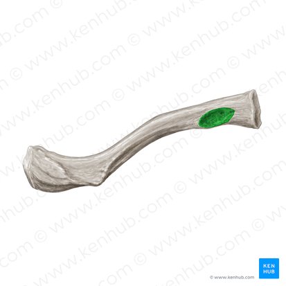 Impressio ligamenti costoclavicularis (Abdruck des Rippen-Schlüsselbein-Bands); Bild: Samantha Zimmerman