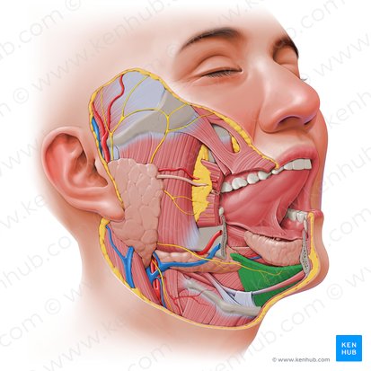 Mylohyoid muscle (Musculus mylohyoideus); Image: Paul Kim