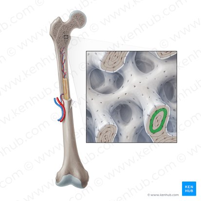 Bone lamella (Lamella ossis); Image: Paul Kim