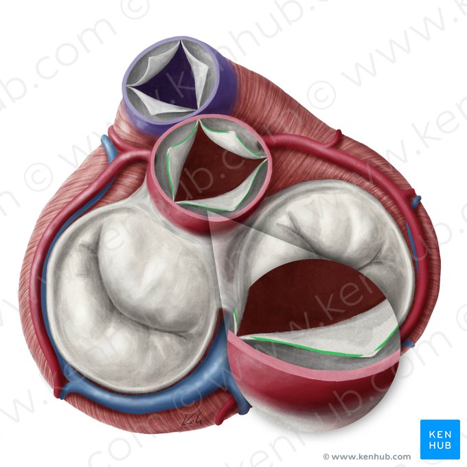 Lunules of semilunar leaflets of aortic valve (Lunulae valvularum semilunarium valvae aortae); Image: Yousun Koh