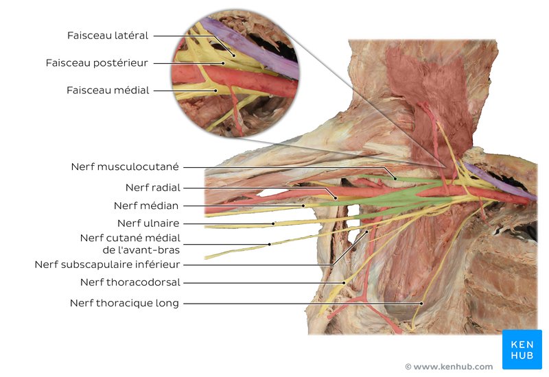 Plexus brachial : Racines et nerfs