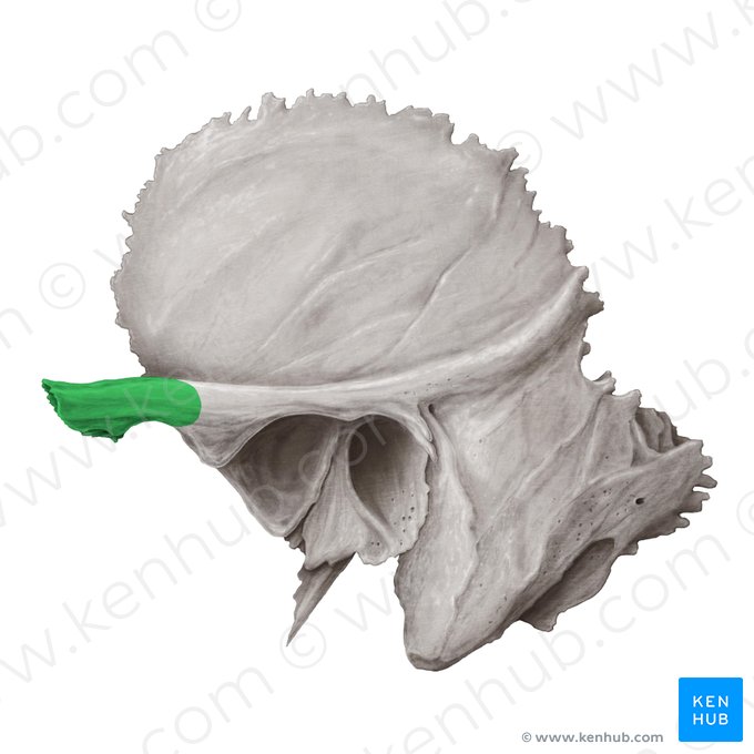 Zygomatic process of temporal bone (Processus zygomaticus ossis temporalis); Image: Samantha Zimmerman