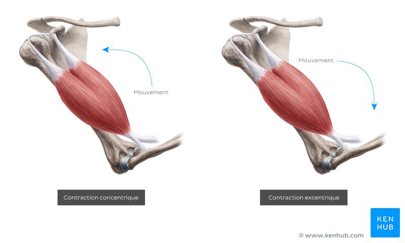 Contractions musculaires excentriques et concentriques (schéma)
