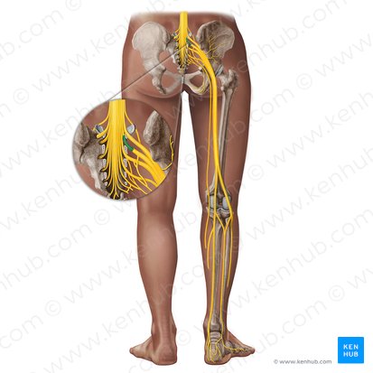 Nerf spinal S1 (Nervus spinalis S1); Image : Irina Münstermann
