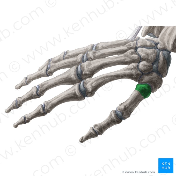 Base do 1.º metacarpal (Basis ossis metacarpi 1); Imagem: Yousun Koh