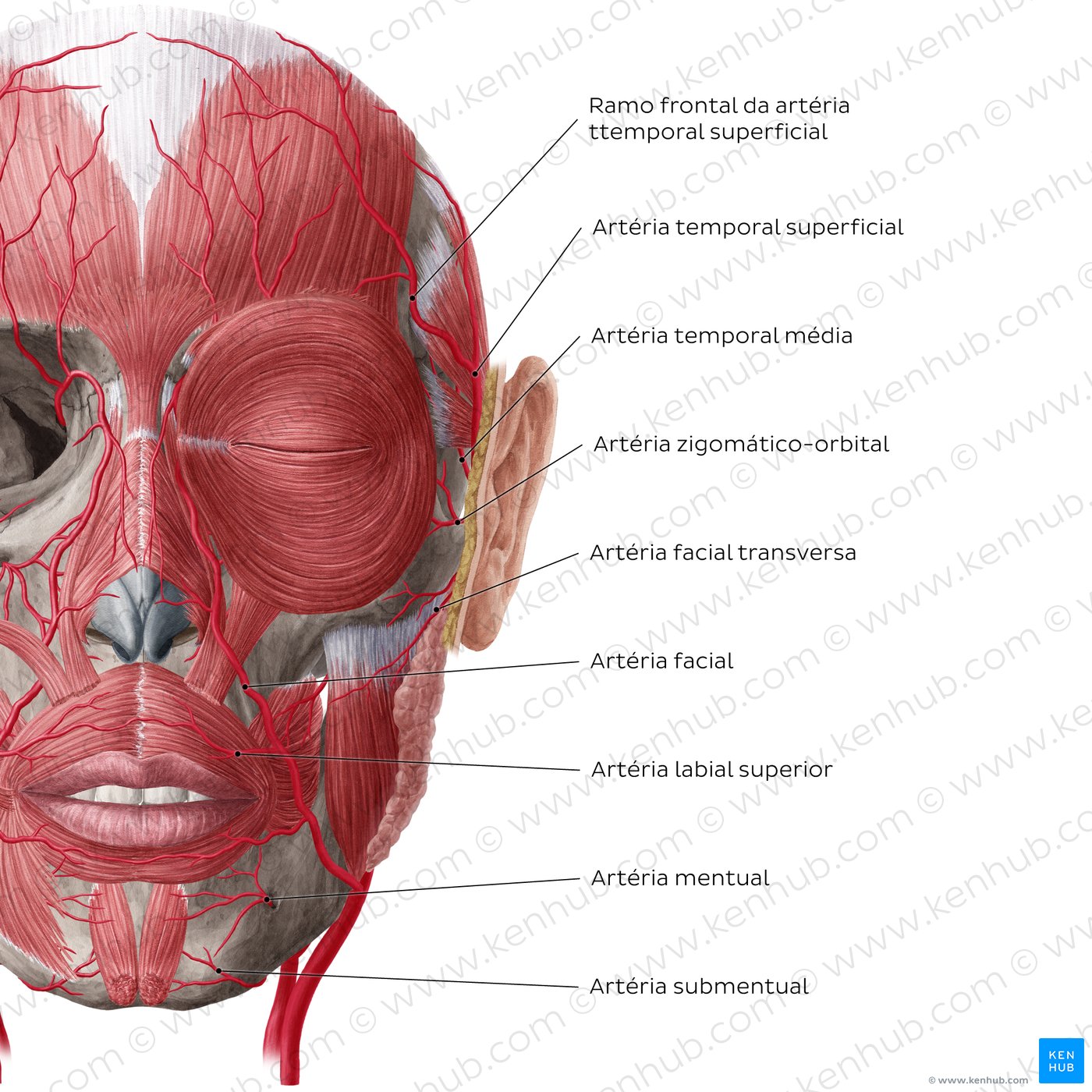 Arteries of face and scalp (Anterior view: superficial)