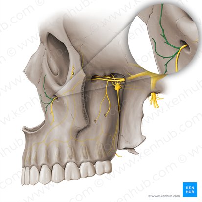 Nasal branches of infraorbital nerve (Rami nasales nervi infraorbitalis); Image: Paul Kim