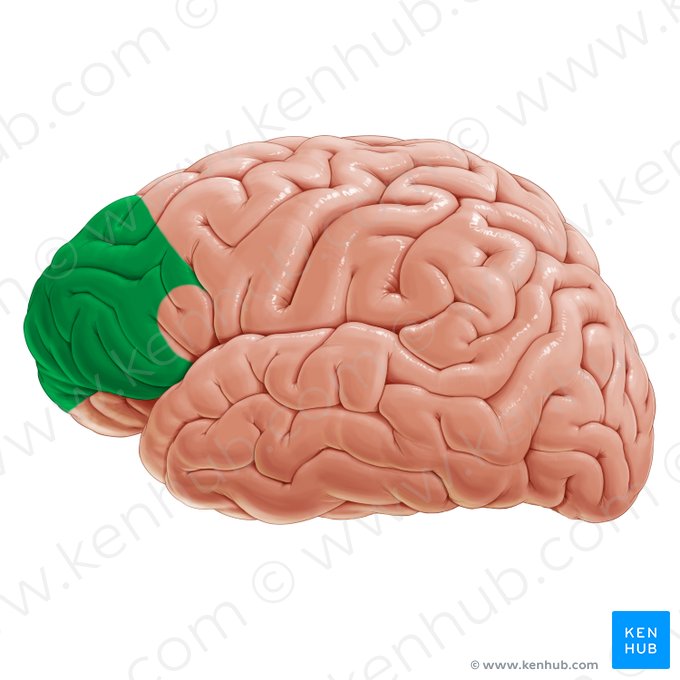 Prefrontal association area (Area associationis prefrontalis); Image: Paul Kim