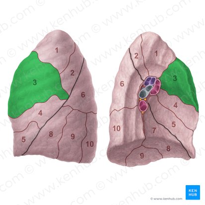 Anterior segment of left lung (Segmentum anterius pulmonis sinistri); Image: Paul Kim