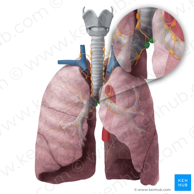 Inferior tracheobronchial lymph nodes (Nodi lymphoidei tracheobronchiales inferiores); Image: Begoña Rodriguez