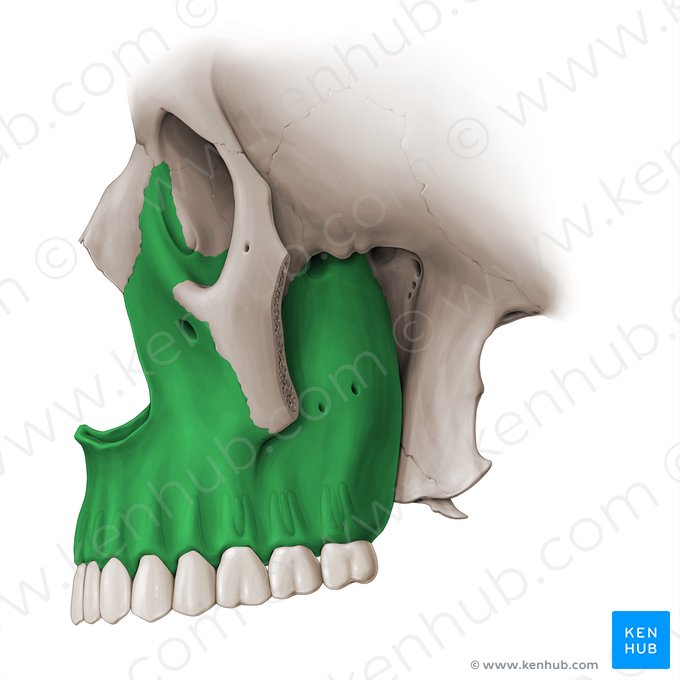 Maxilla; Image: Paul Kim