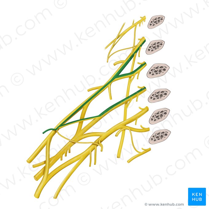 Lateral pectoral nerve (Nervus pectoralis lateralis); Image: Begoña Rodriguez