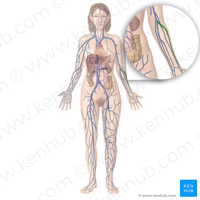 Radial veins (Venae radiales); Image: Begoña Rodriguez