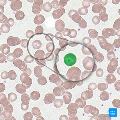 Réticulocyte (Reticulocytus); Image : 